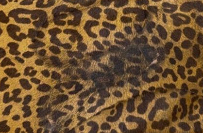 SL25 Cowhide-Brown Animal Print 01 Clutch z